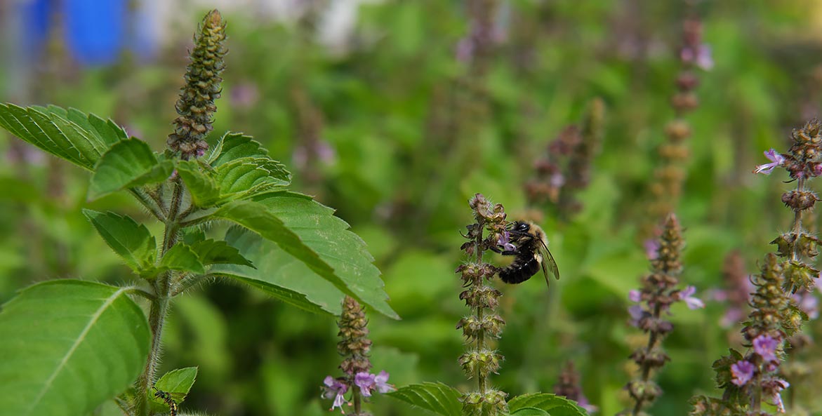 bee on plant Jared Planz 1171x593