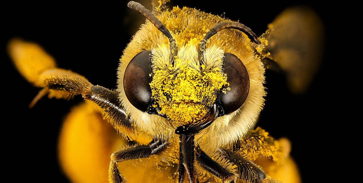 Bee