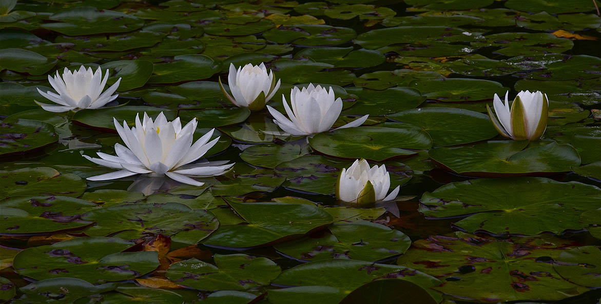 Bill Portlock Flowers