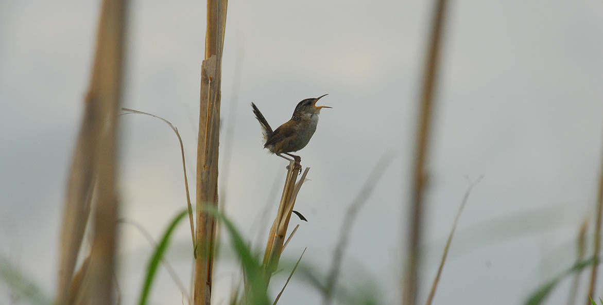 Bird Song, Bill Portlock