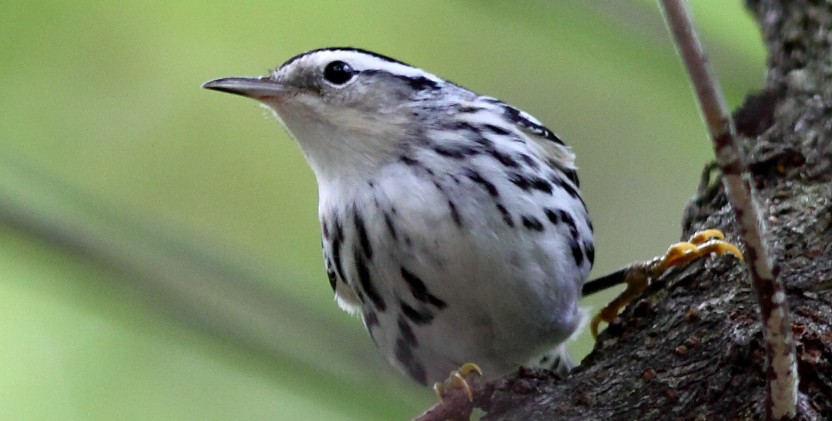 birding_black-white-warbler_mrtinmd-flickr_1171x593