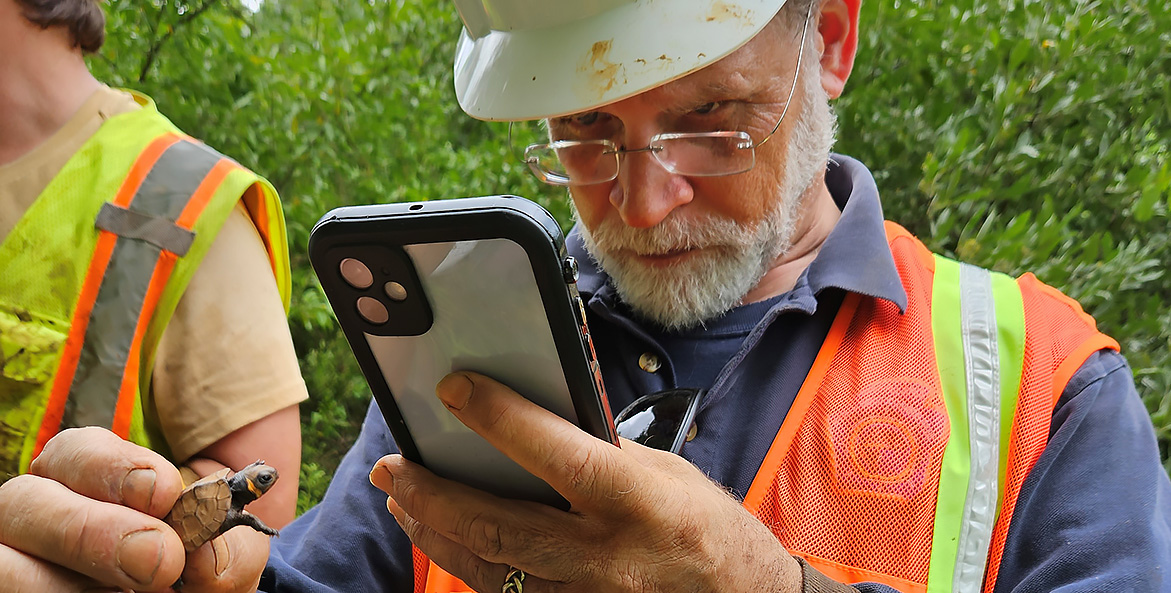 A man in a hard hat and orange vest uses a cell phone to take a close-up picture of a tiny bog turtle.