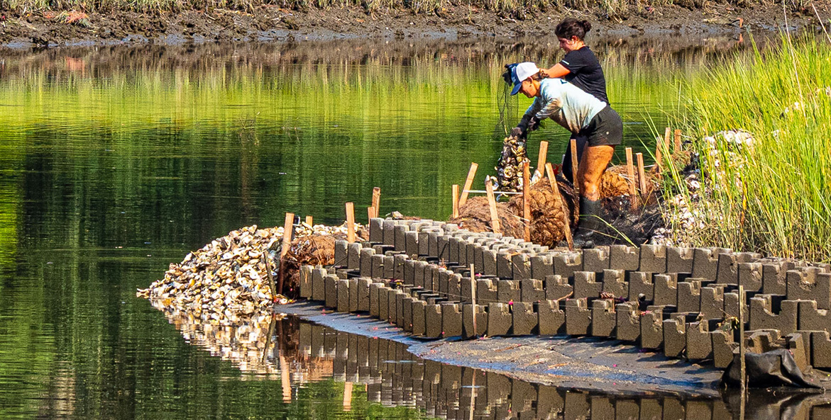 Volunteers add bags of oyster shell to a new living shoreline.