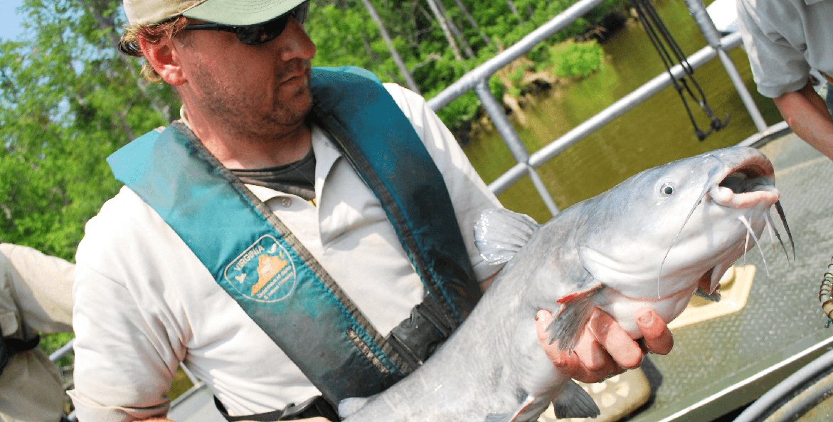 Man in a Virginia Department of Game and Inland Fisheries uniform holding a blue catfish.