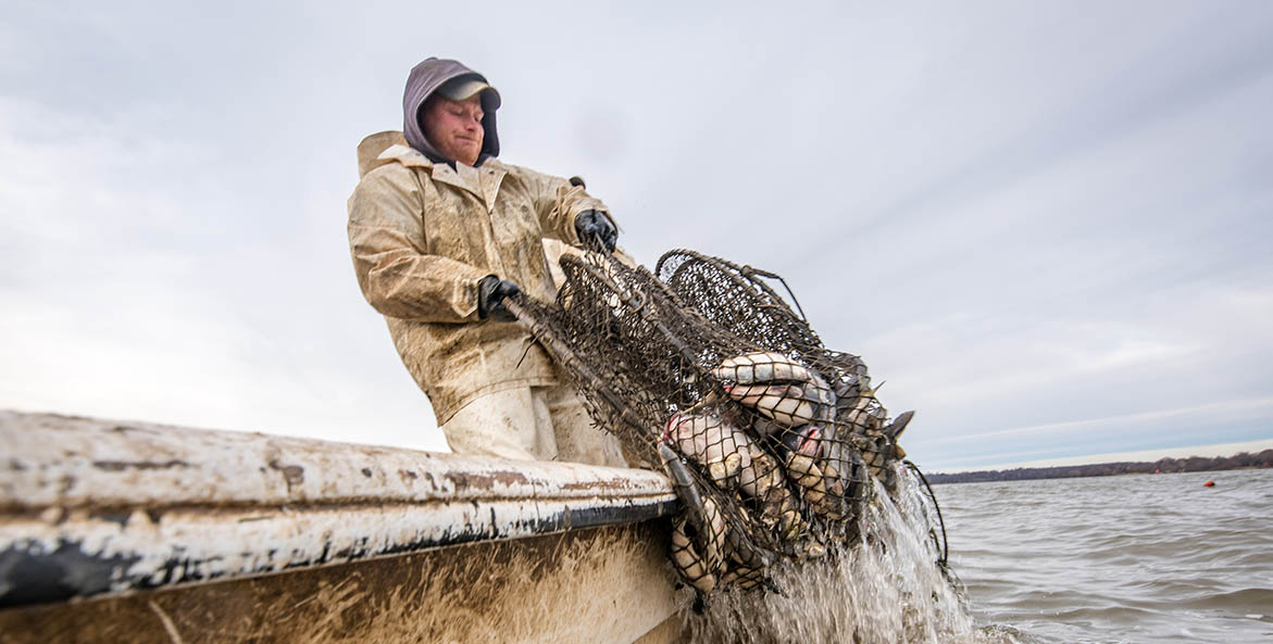 Fisherman hauling a net full of blue catfish over the side of his boat.