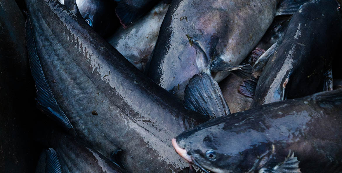 Blue Catfish credit Will Parson Chesapeake Bay Program