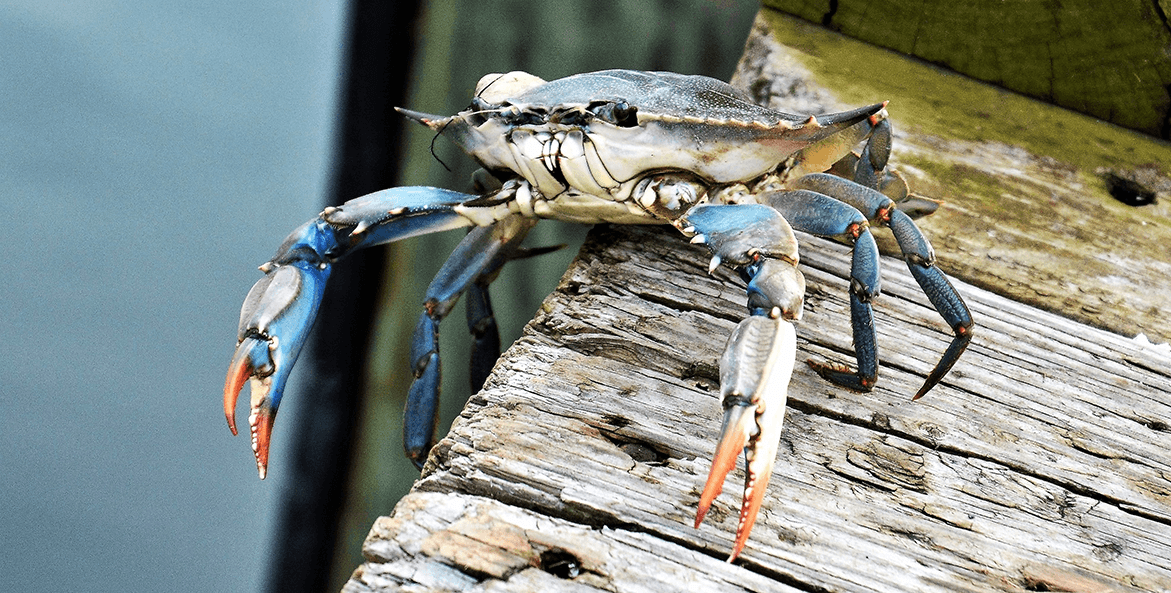 A blue crab perches on the edge of a dock, ready to jump back into the water below.