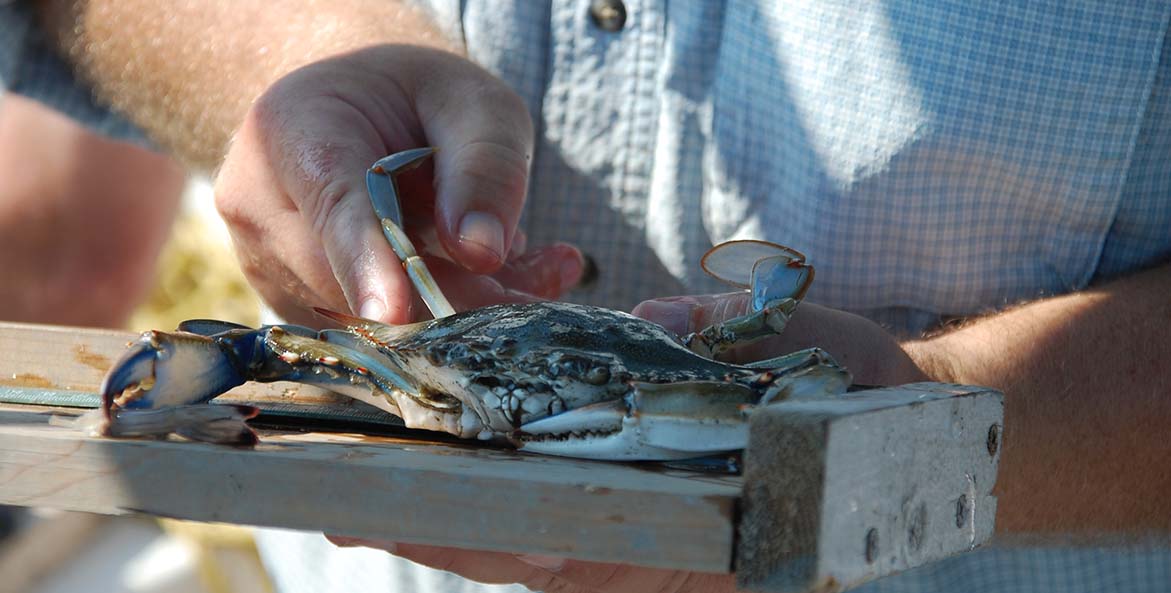 A blue crab on a measuring board.