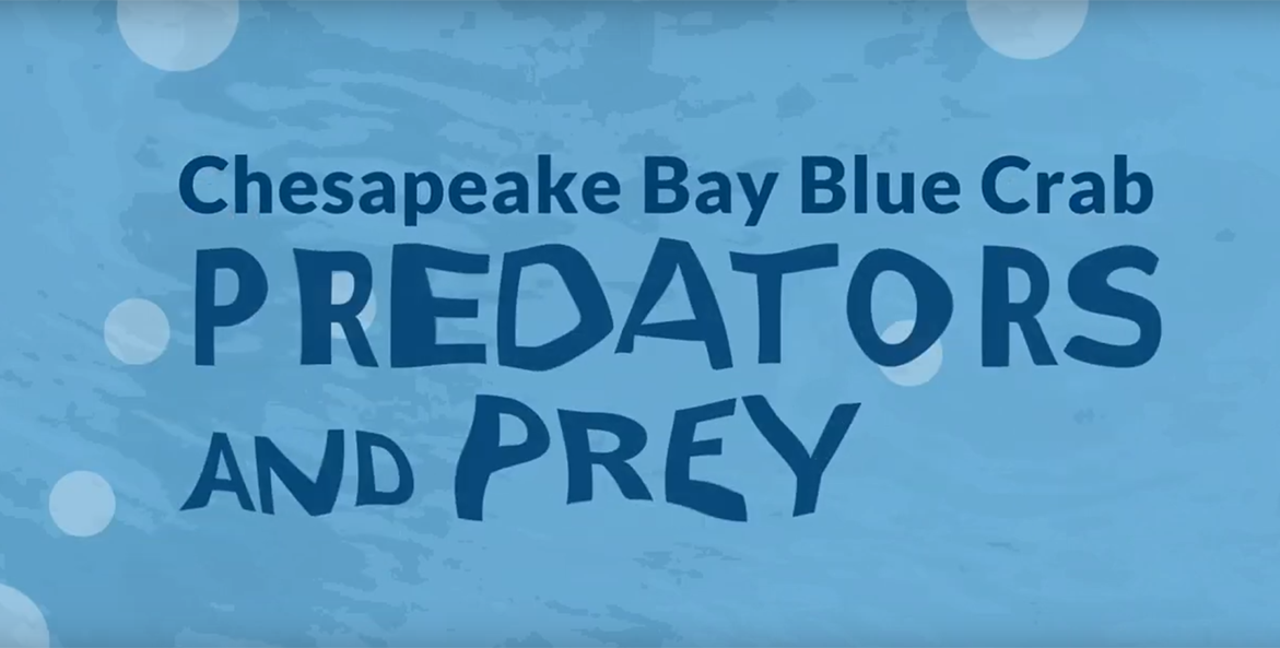 Chesapeake Bay Crabbing. Love Maryland Blue Crabs. Ran 1200ft