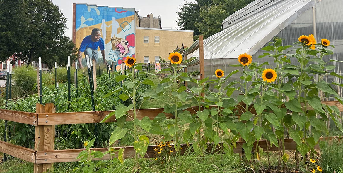 Sunflowers rise above a fenced garden and hot house.