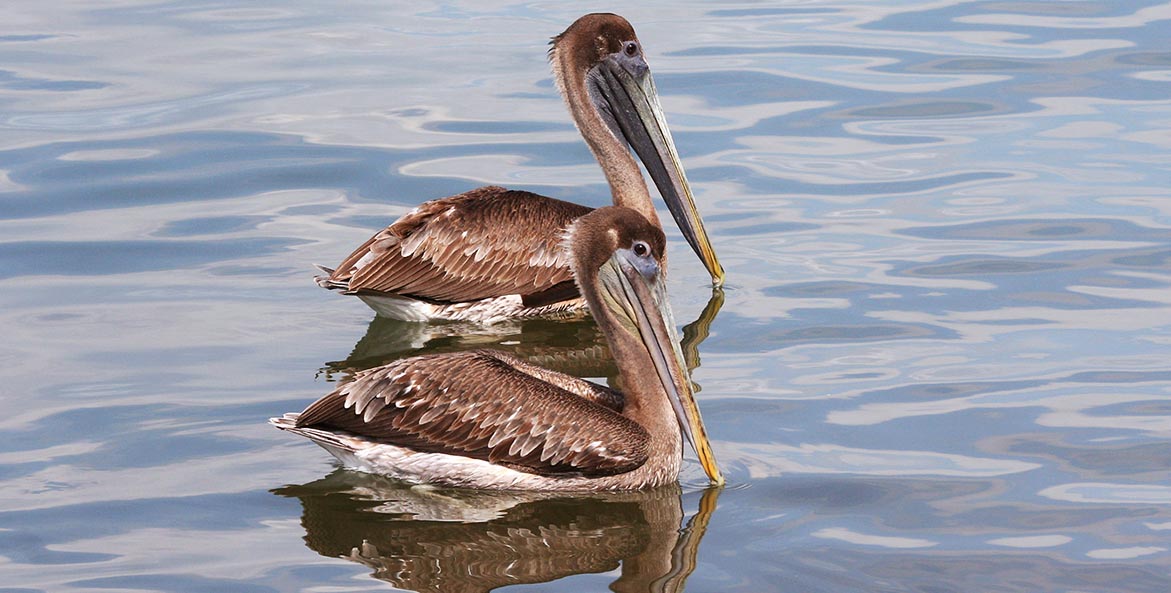 brown pelican iStock 1171x593