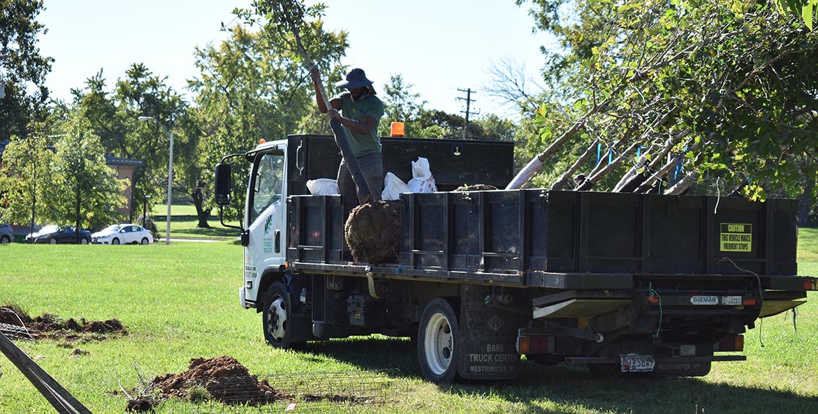 A man unloads a large tree from a flatbed truck.