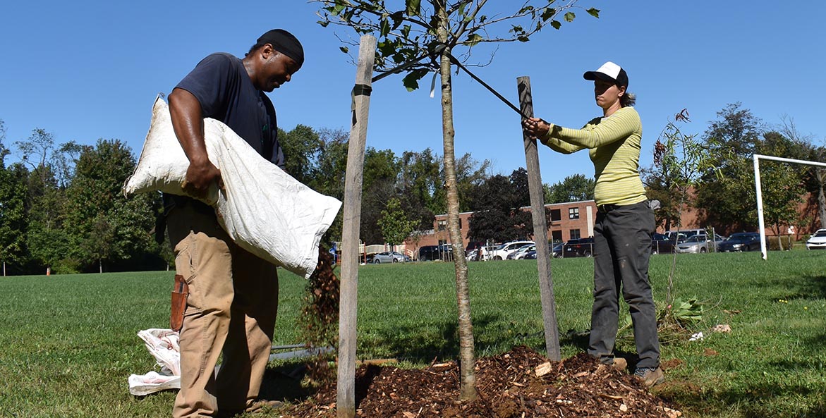 A man pour mulch from a bag around a newly planted tree while a woman ties off the tree stakes.