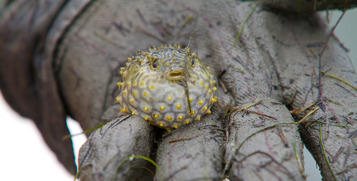 Burrfish held in a gloved hand.