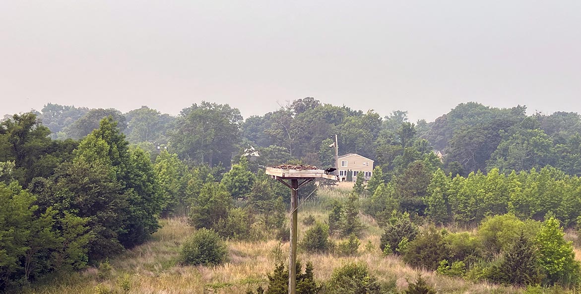 A haze in the air begins to fade trees in the distance.