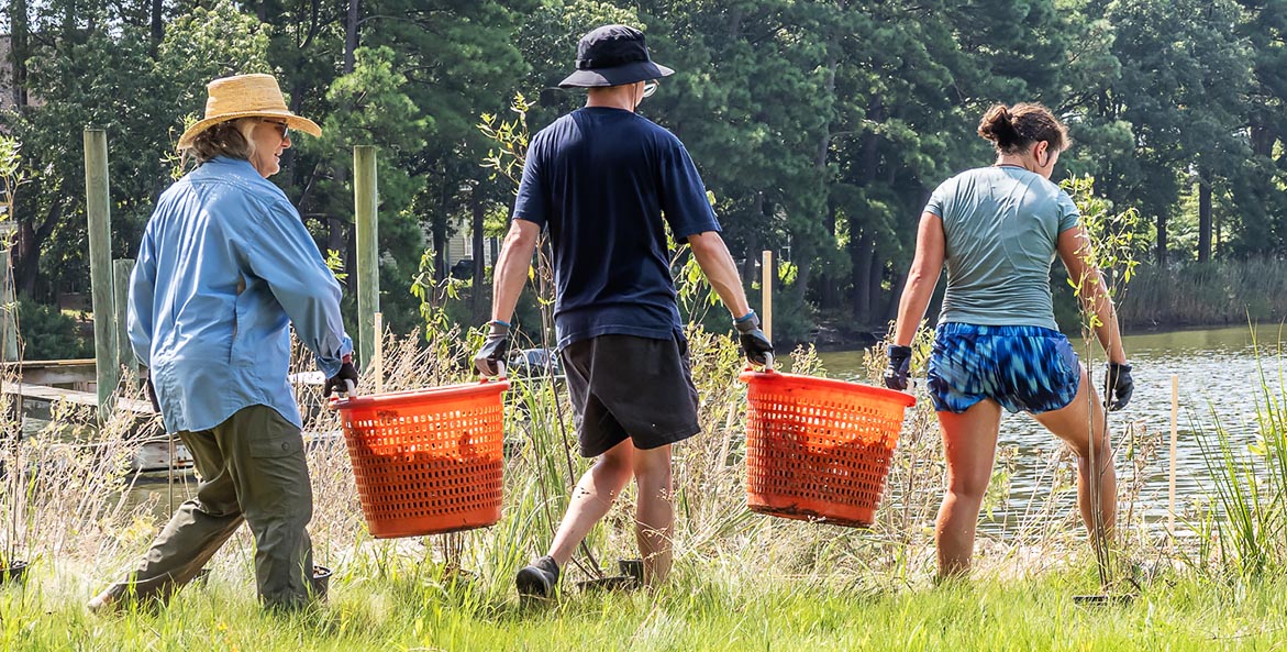 Three people walk along a riverbank carring two orange baskets of oysters between them.