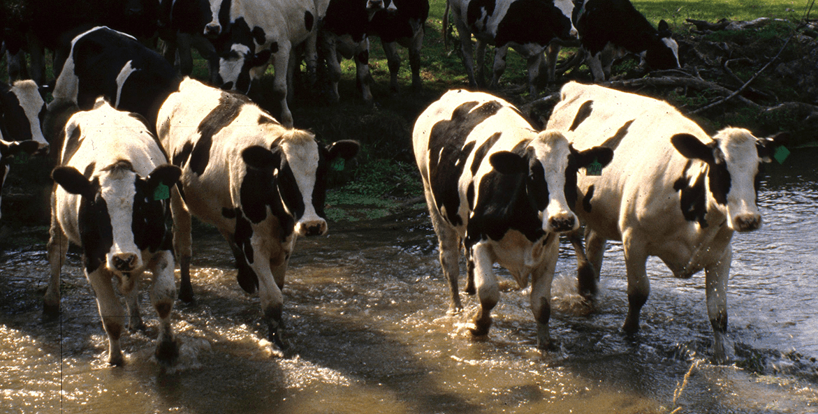 cattle crossing stream-chesapeake bay program-1171x593