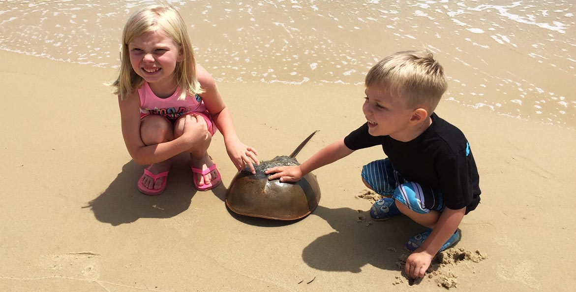 children with horseshoe crab Travis Hellebrandt 1171x593