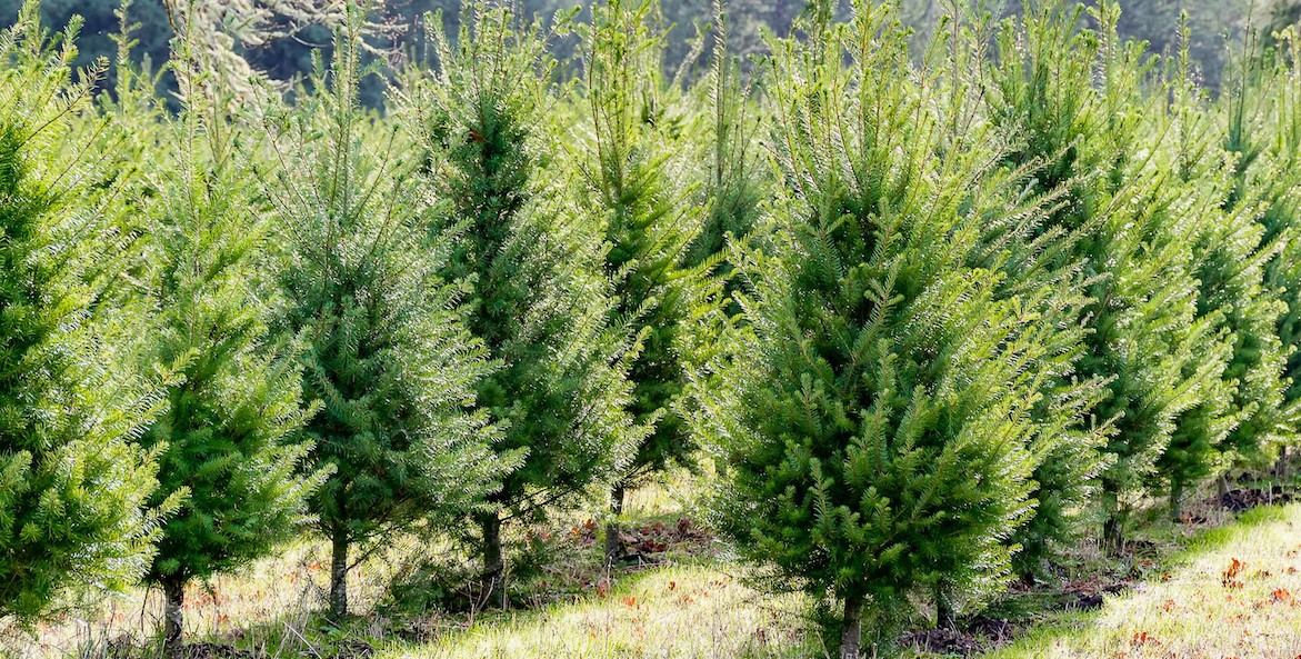 christmas tree farm-WA Dept of Ag-1171x593