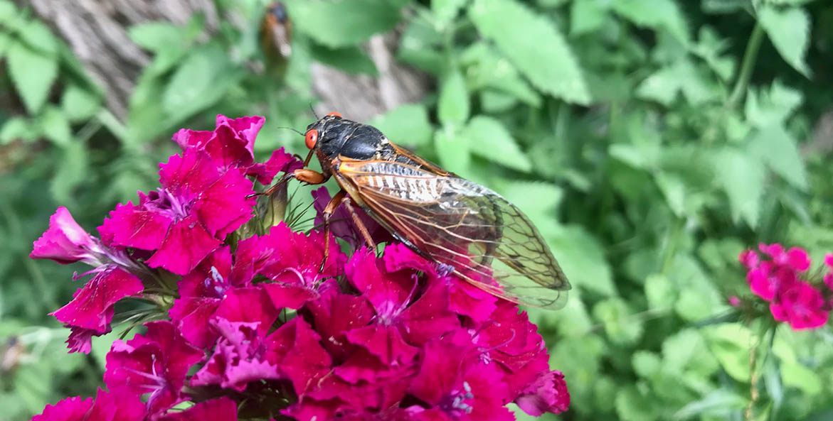 cicada_on-flower_kris-belessis-cbf-staff_1171x593