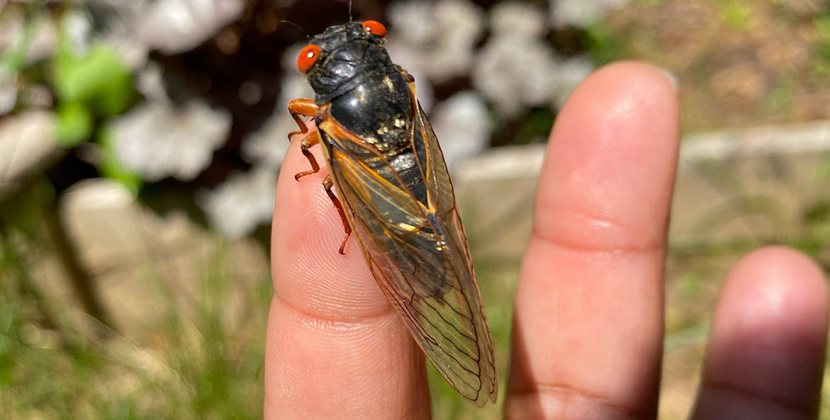 A cicada resting on a hand.