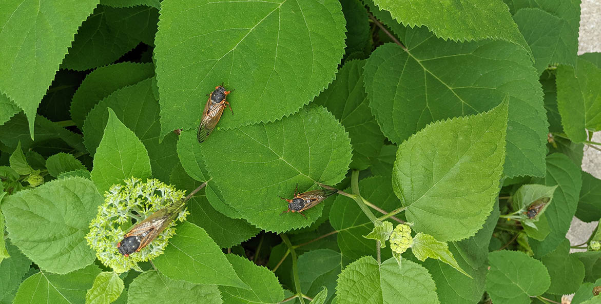 Cicadas on leaves.