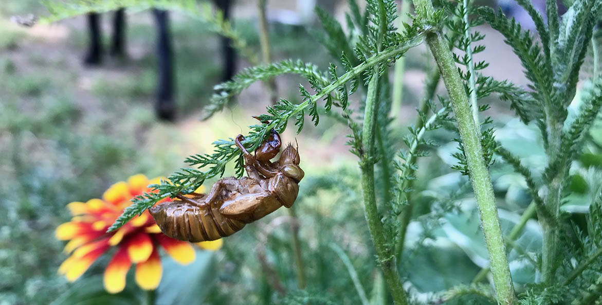A cicada climbing on a plant stem.