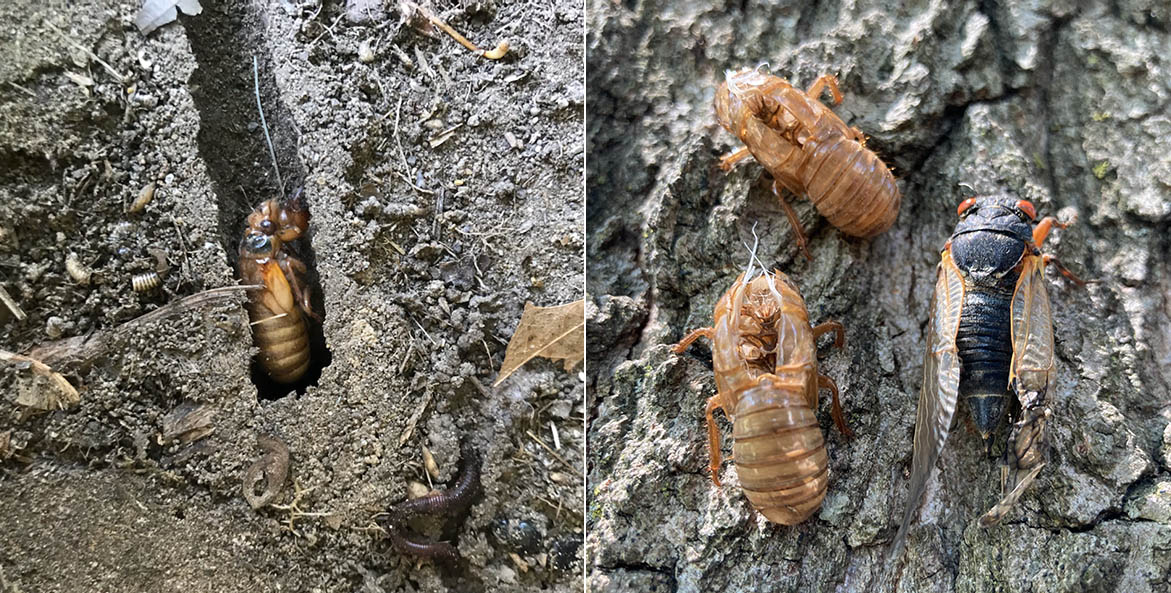 A cicada digging a tunnel (left). Cicada husks and an adult on a tree tree (right)