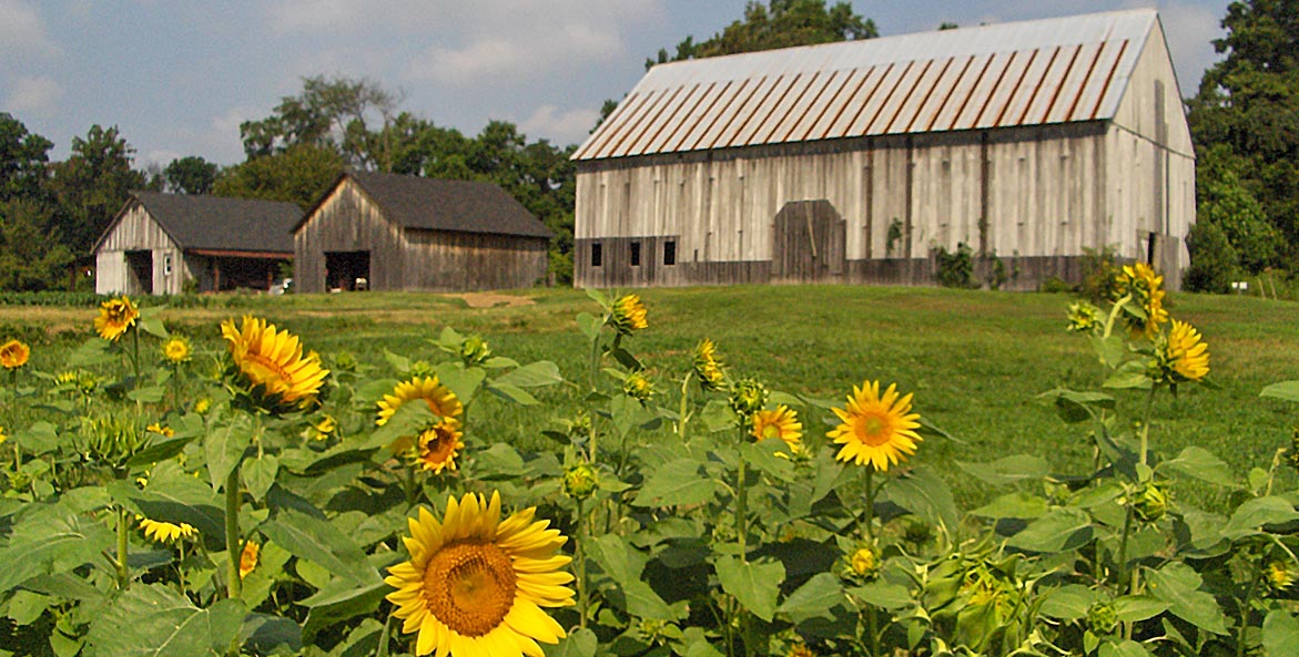 clagett barns with sunflowers RoshaniKothari 1171x593