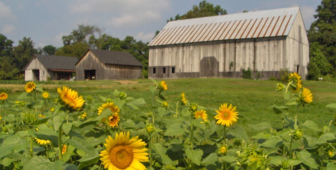 Blue skies, green field, with barns in the backfround and sunflowers in the fore.