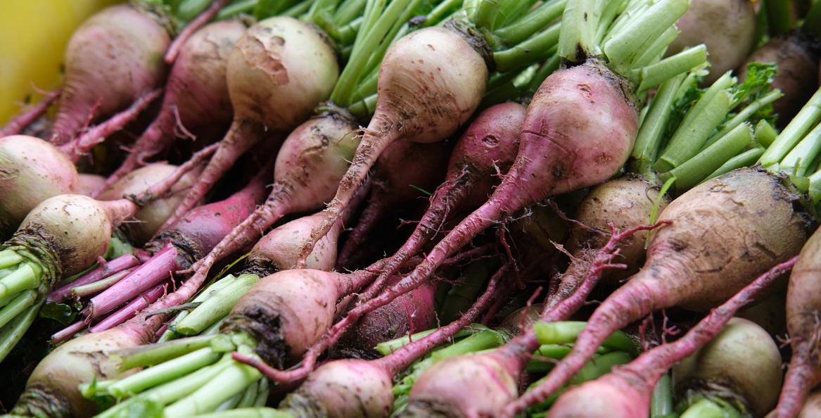 Clagett Radishes-Jared Planz-1171x593