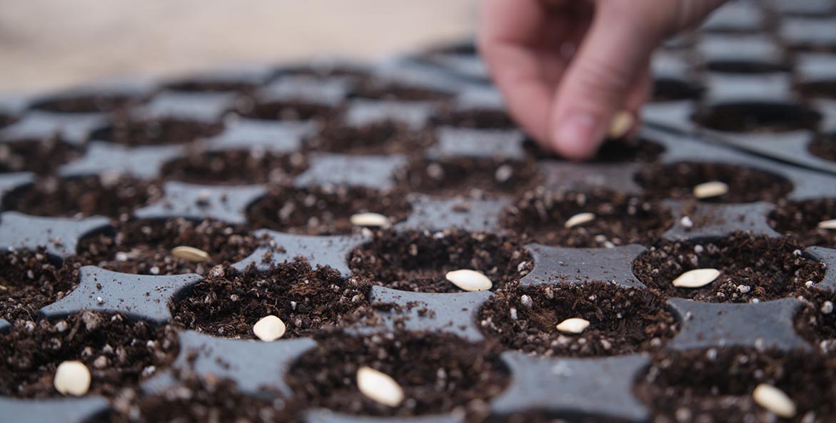 Close-up of a hand laying seeds in a seed starter tray.