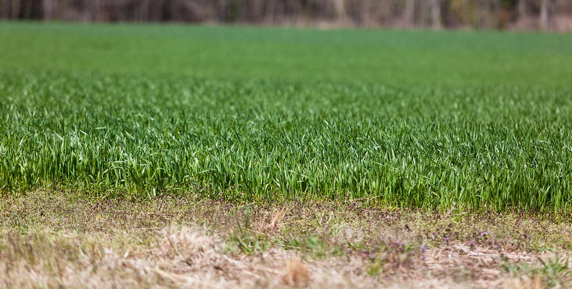 A green field of a grass-like cover crop extends to a tree line.