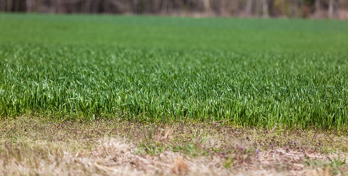 cover crops ChesapeakeBayProgram WillParson 1171x593