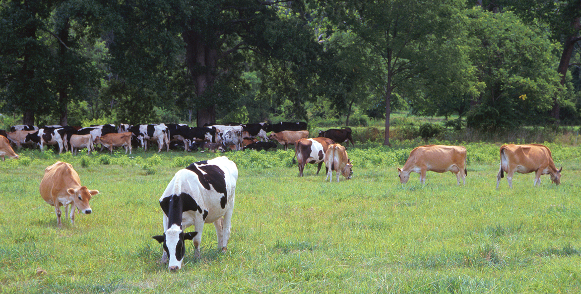 cows-grazing-american-farm-land-trusts-cove-mountain-farm_bob-nichols-usda