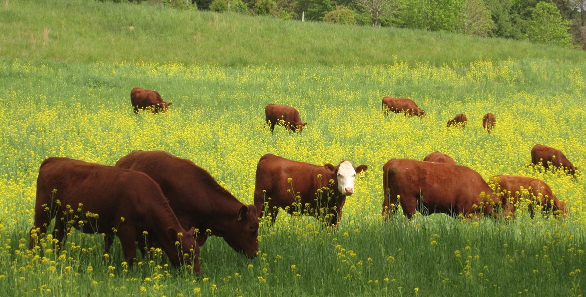 Cows graze in a lush green pasture.