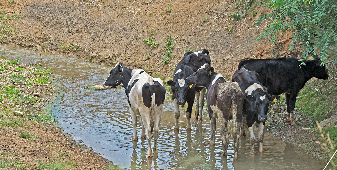 Cattle stand in a tream alongside a muddy bank.