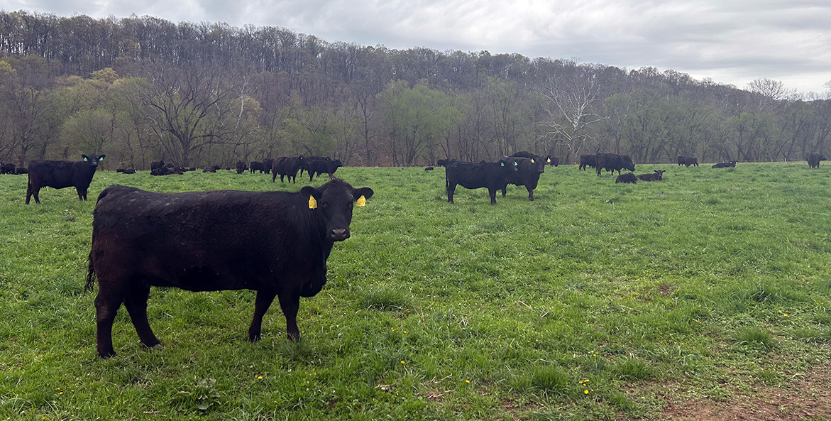 Black cows graze in a field.