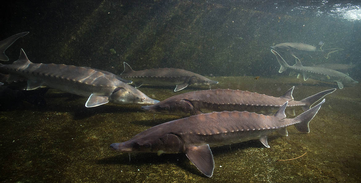 Several Atlantic sturgeon swimming along the water bottom. 