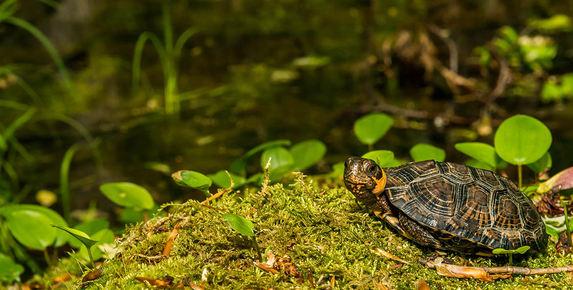 critter-blogs_bog-turtle_iStock-1091360136-Jason-Ondreicka_1171x593