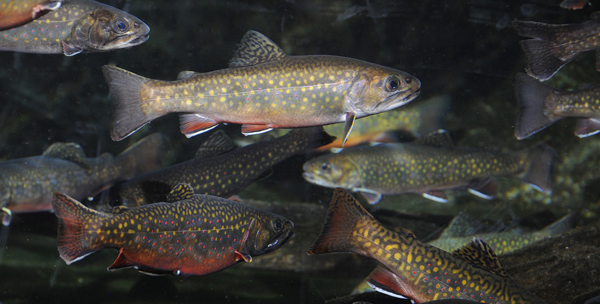 A school of swimming brook trout.