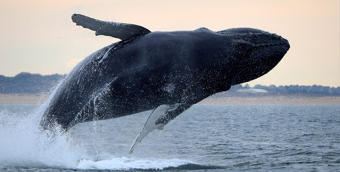 critter-blogs_humpback-whale_brian-lockwood_1171x593