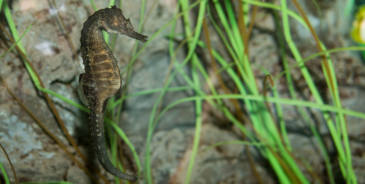 Tiny seahorse among underwater grass blades.