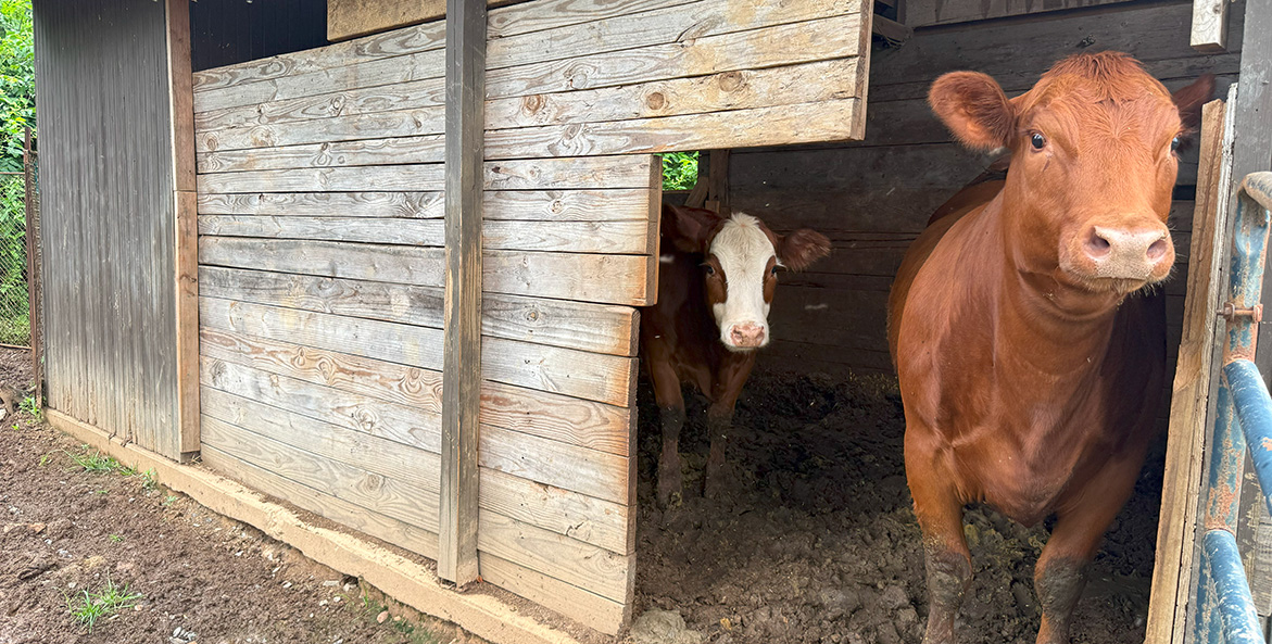 Two cows stare out of an opening in the side of a barn.
