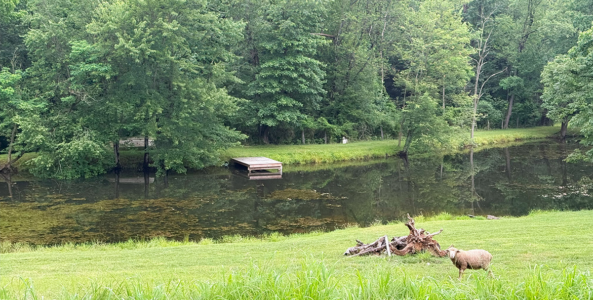 A stream is flanked by woods and a grassy field with a sheep.