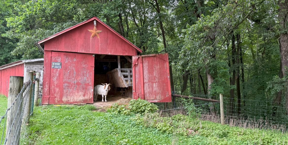 A loan goat stands in the entrance of a red barn. A sign on the side of the barn reads Beware of Goat.