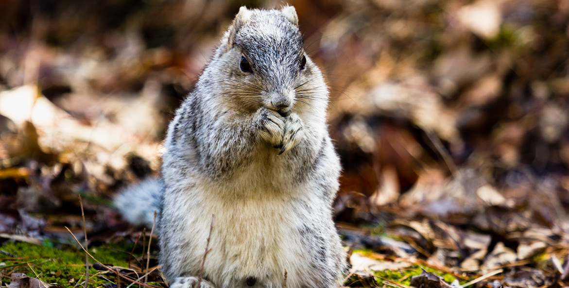 A squirrel with a white belly and gray hair nibbles on something between its paws.