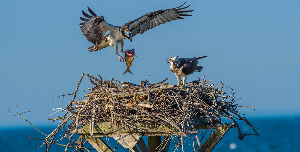 An osprey carrying a menhaden in its talons gets ready to settle into a nest with its partner and a baby chick.