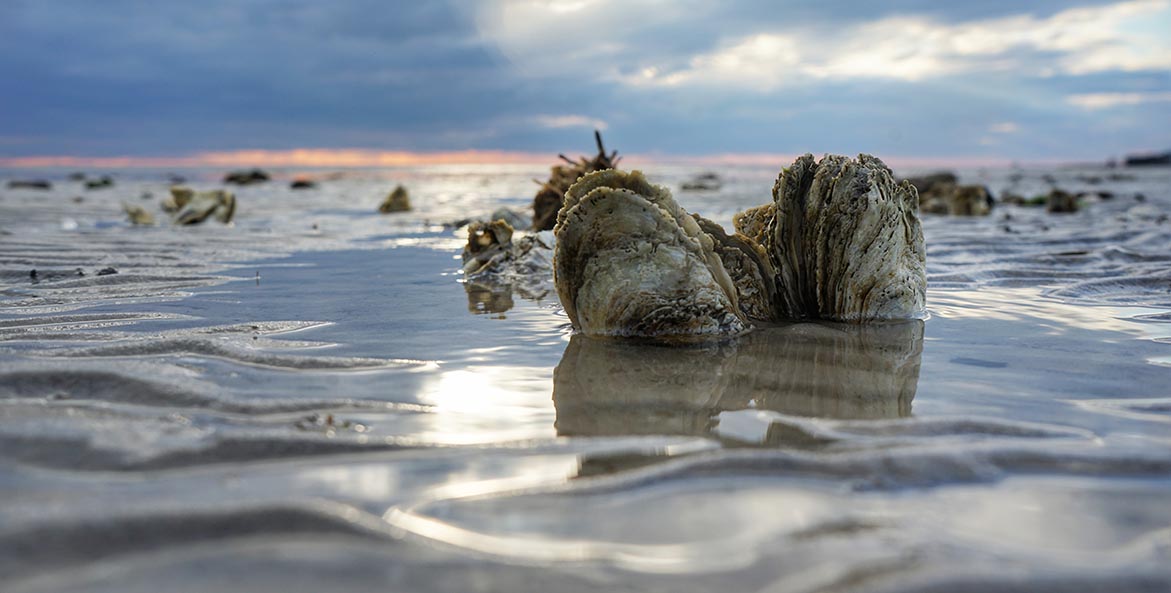 Diller_Robert__oysters_1171x593