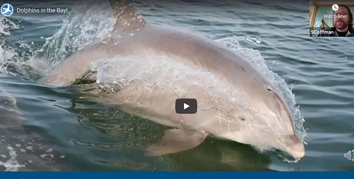 dophins in the bay video 1171x593